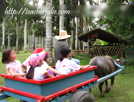 carabao cart ride