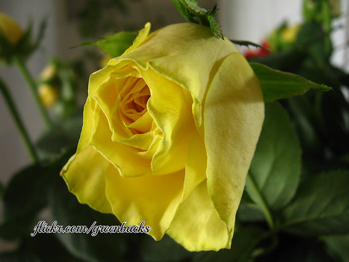 Yellow Rose